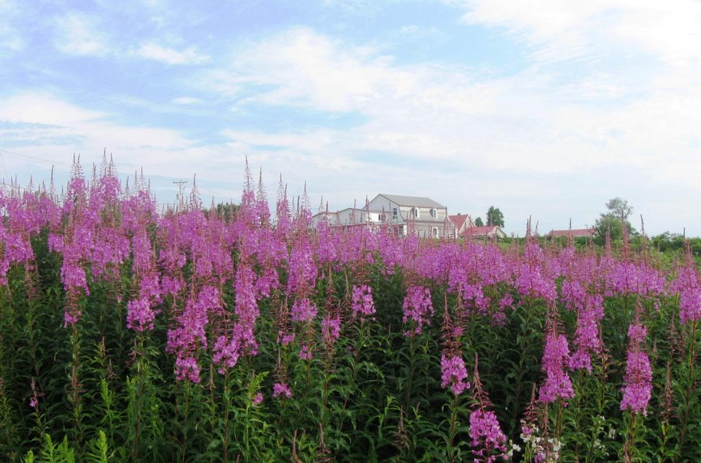 Motel De La Pointe Aux Bouleaux Baie-Sainte-Catherine Luaran gambar